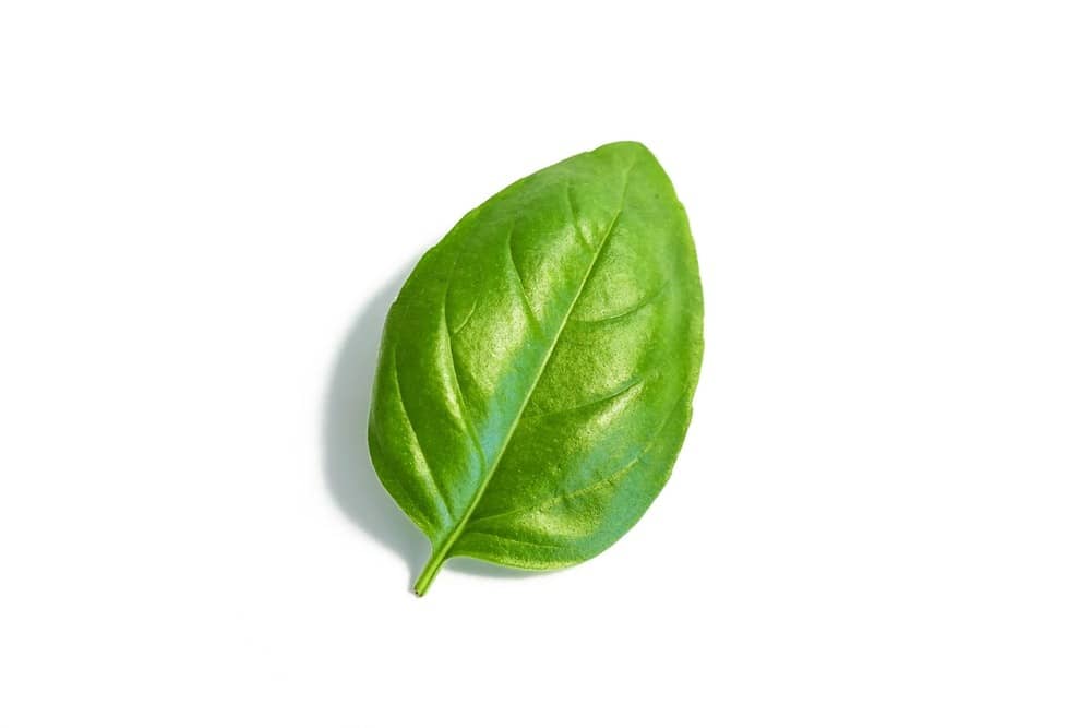 A Green Basil Leaf